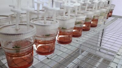 Micropropagación