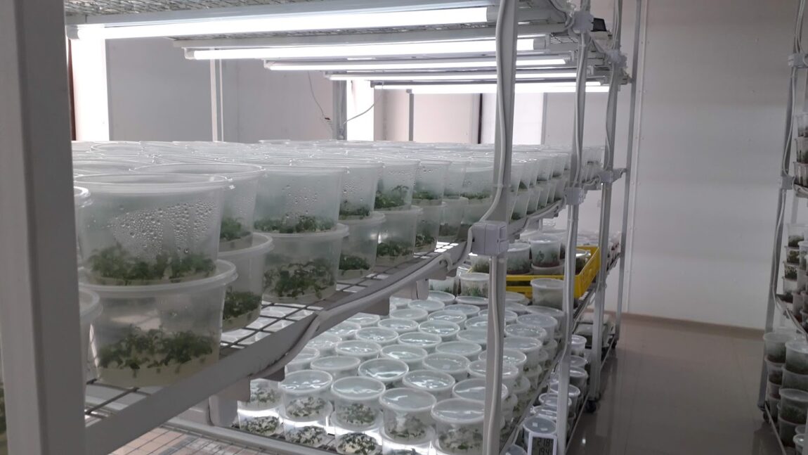 Biotecnología vegetal Biofabrica